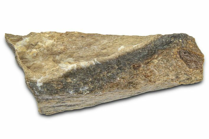 Fossil Tyrannosaur (T rex) Bone Section - Wyoming #382660